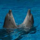 Two dancing dolphins in Anapa dolphinarium
